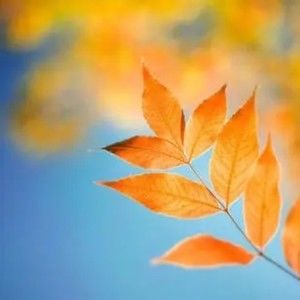 Meet your Posher, Annabelle